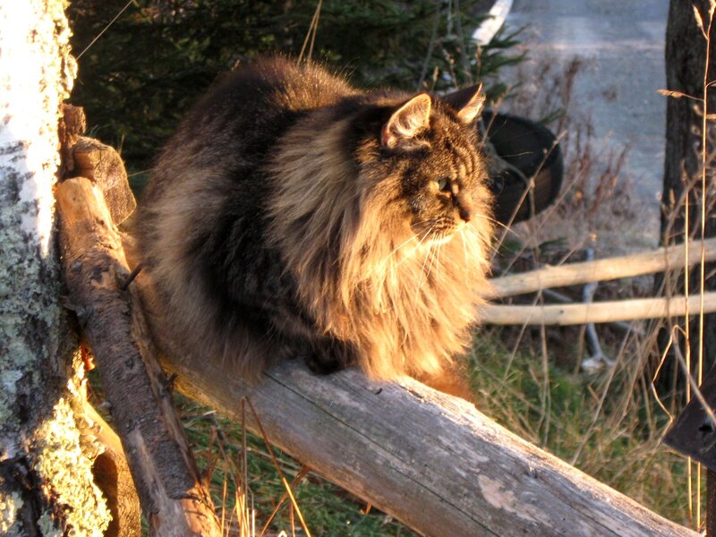 Long-haired Cat on Log