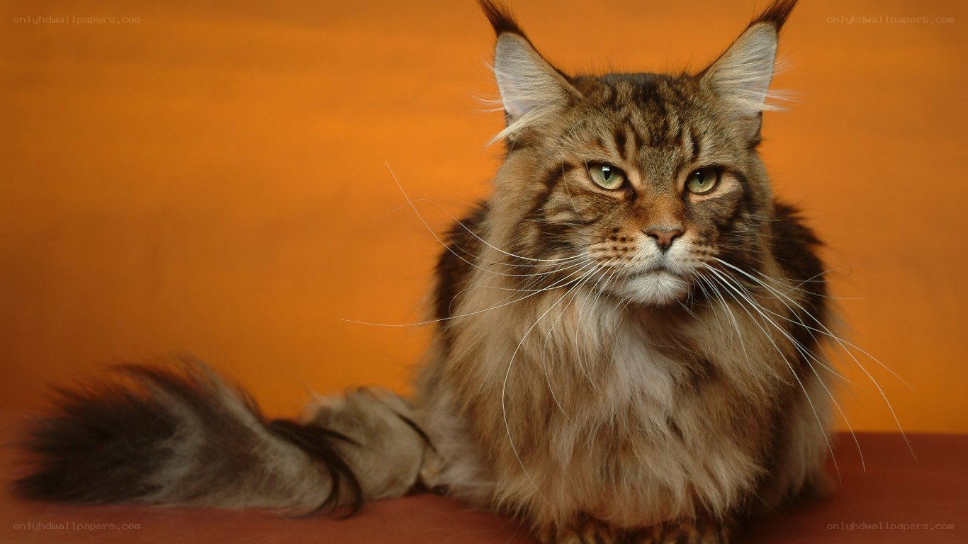long-haired cat on orange background