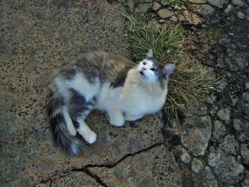 Long-haired Cat on Pavement — Gray