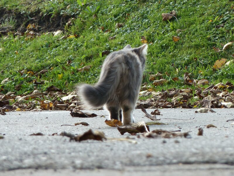 long-haired cat on pavement
