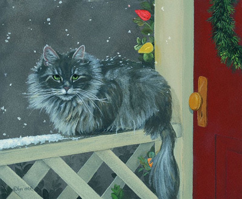 Long-haired Cat on Porch