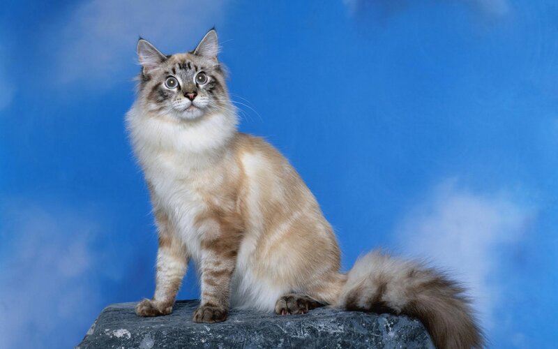 Long-haired Cat on Rock — Blue, Calm, Photograph, Blue Background