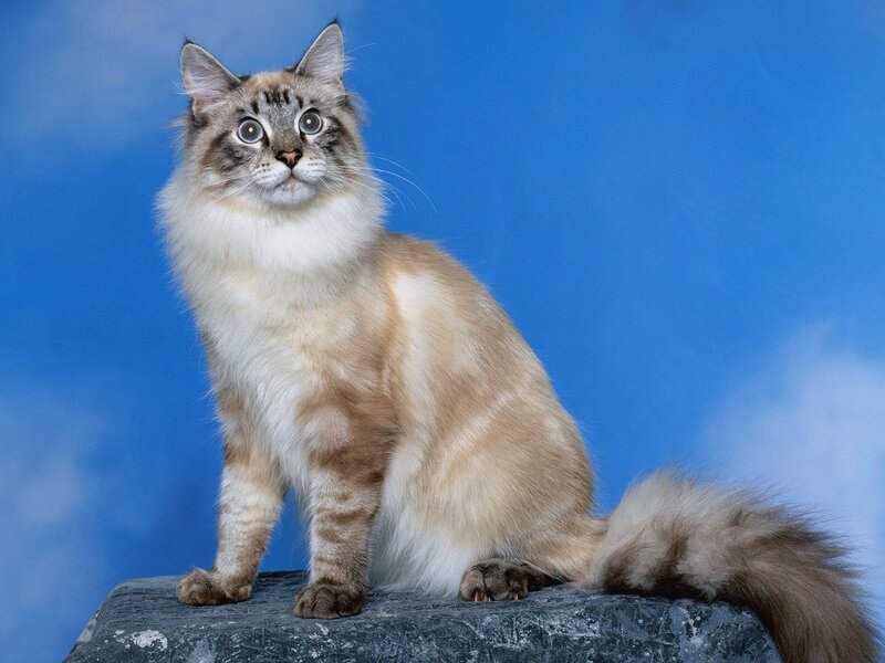 Long-haired Cat on Rock — Blue, Calm, Photograph