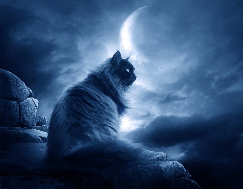 Long-haired Cat on Rock — Blue, Dramatic, Night, Digital Art, Moon, Rocks