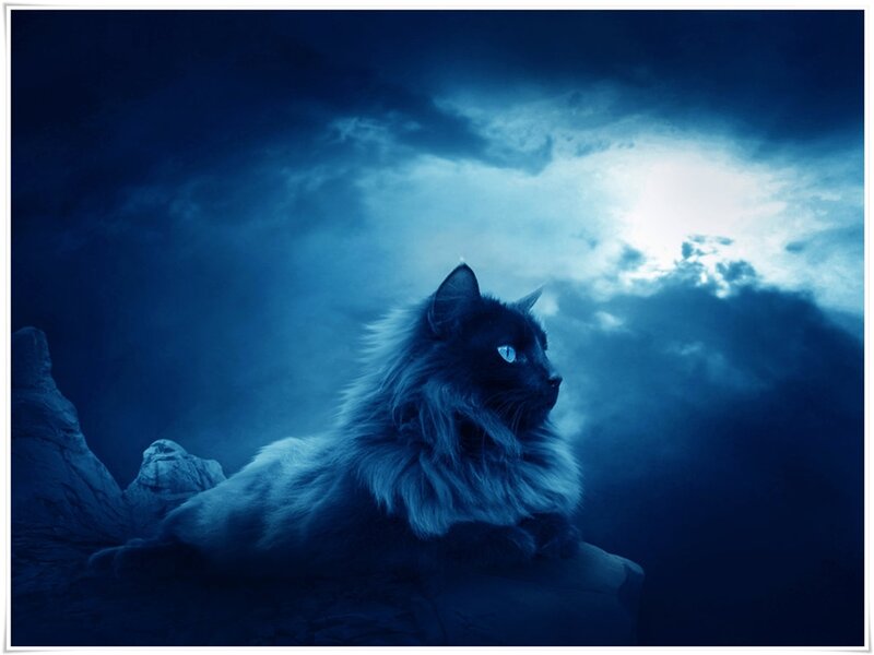 Long-haired Cat on Rock — Blue, Dramatic, Night, Digital Art
