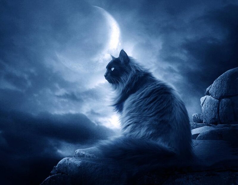 Long-haired Cat on Rock — Blue, Dramatic, Night