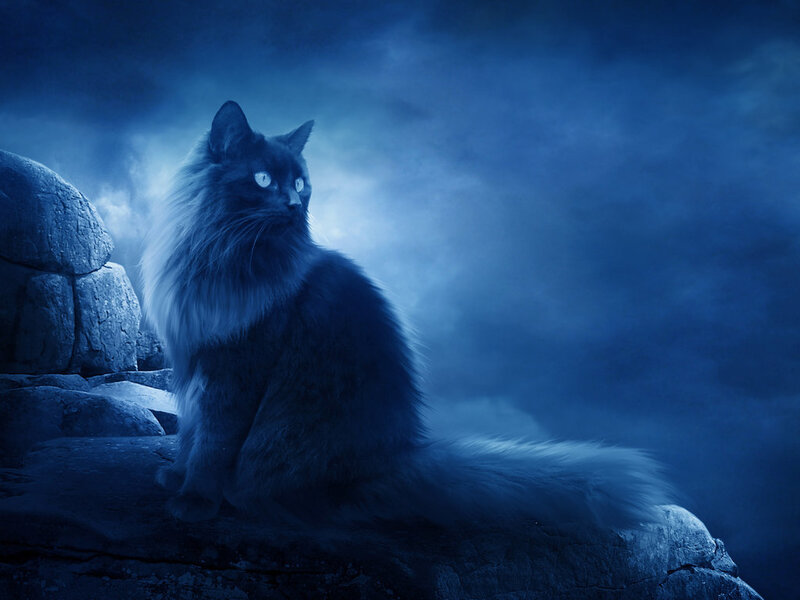 Long-haired Cat on Rock — Blue