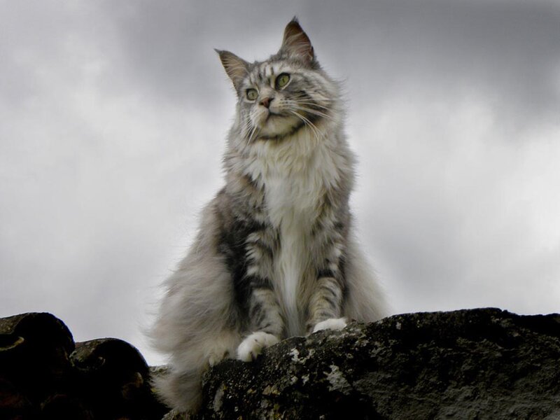 Long-haired Cat on Rock — Gray