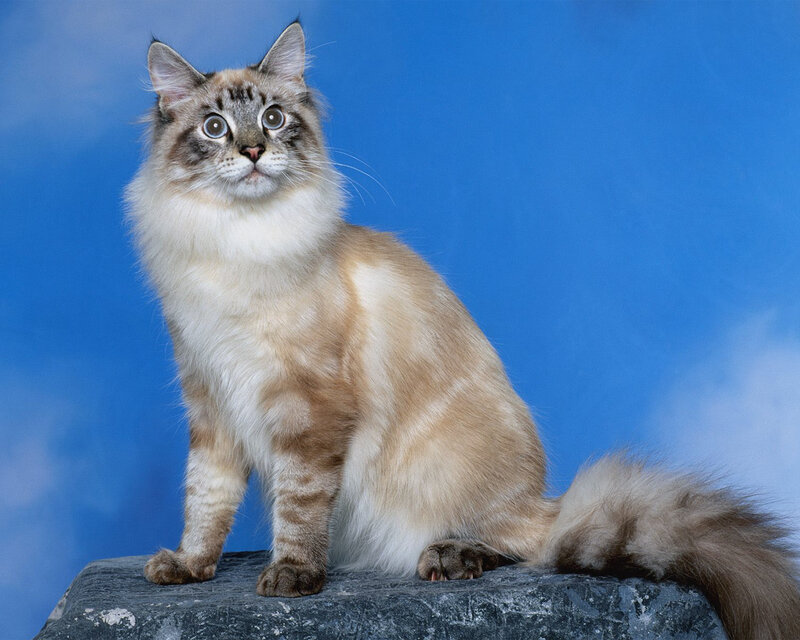 Long-haired Cat on Rock