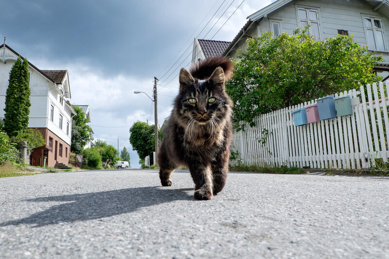 Long-haired Cat on Street
