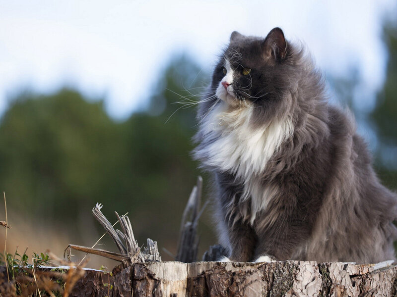 Long-haired Cat on Stump — Gray