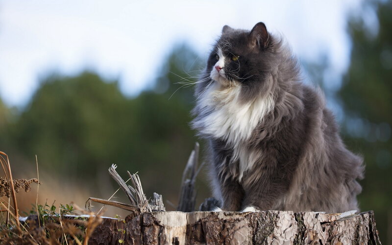 Long-haired Cat on Stump
