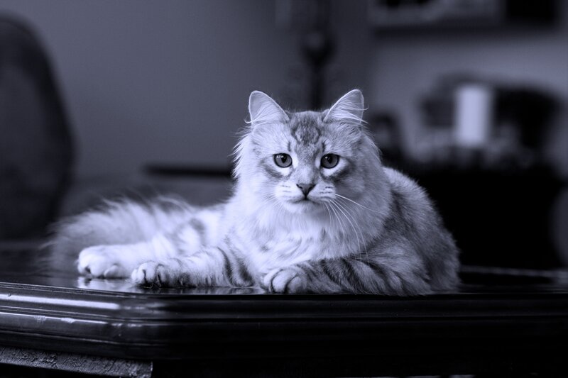 Long-haired Cat on Table — Gray