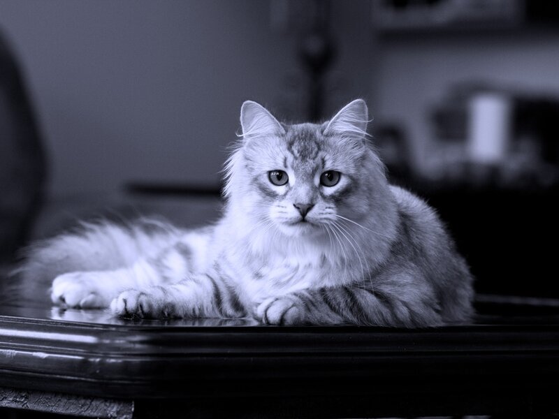 Long-haired Cat on Table