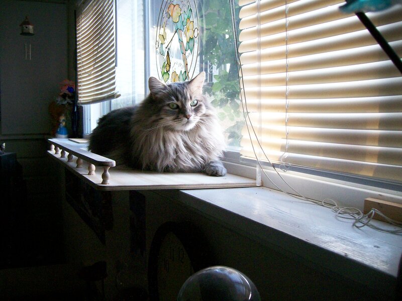 Long-haired Cat on Windowsill — Gray, Calm