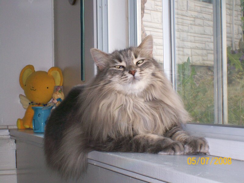 Long-haired Cat on Windowsill — Gray
