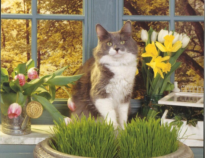 Long-haired Cat on Windowsill — Green