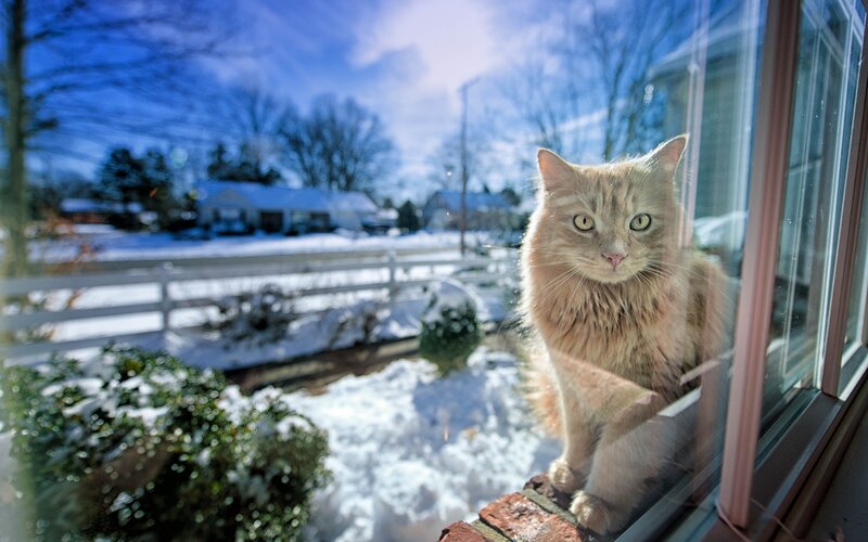 Long-haired Cat on Windowsill — White