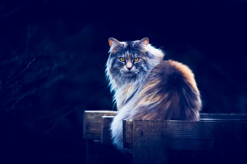 Long-haired Cat on Wood — Blue