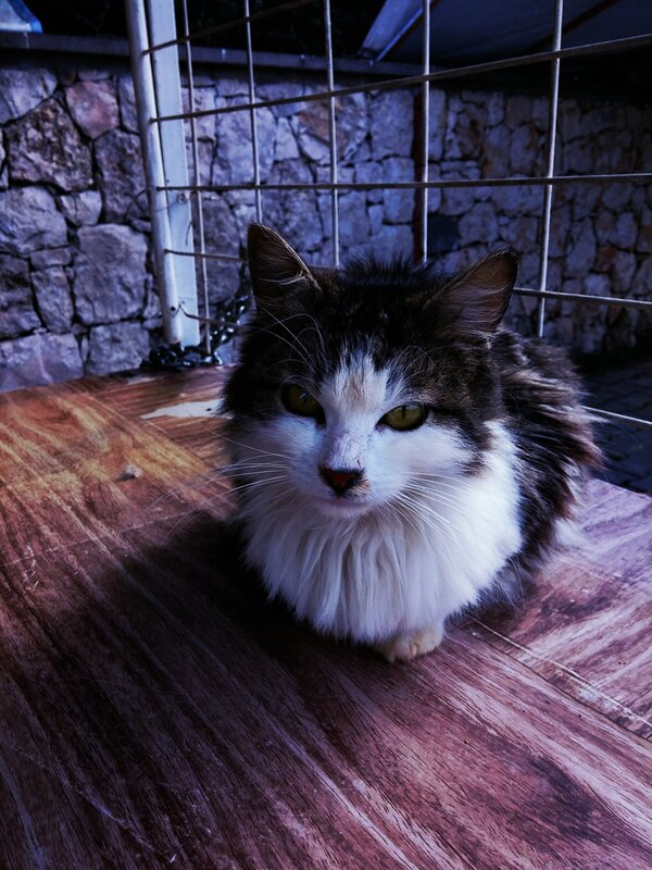 Long-haired Cat on Wood — Brown