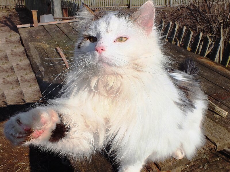 Long-haired Cat on Wood