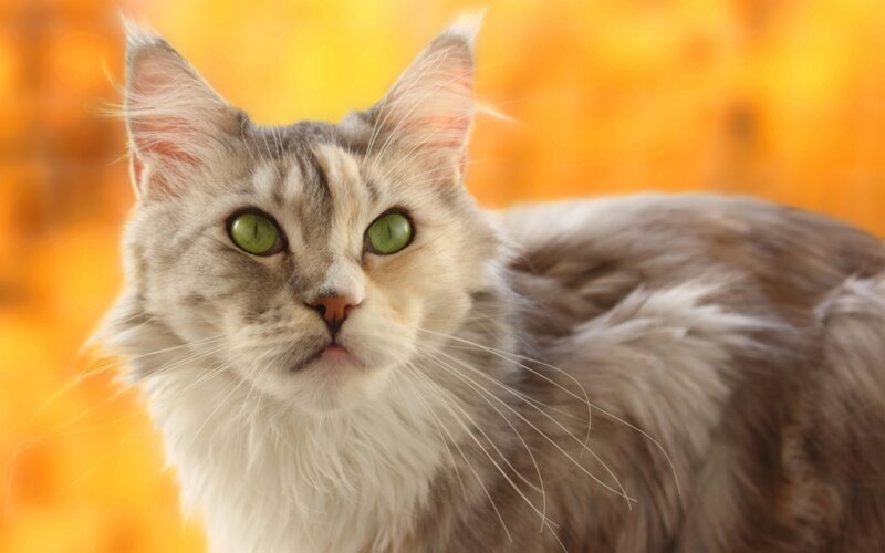Long-haired Cat — Orange