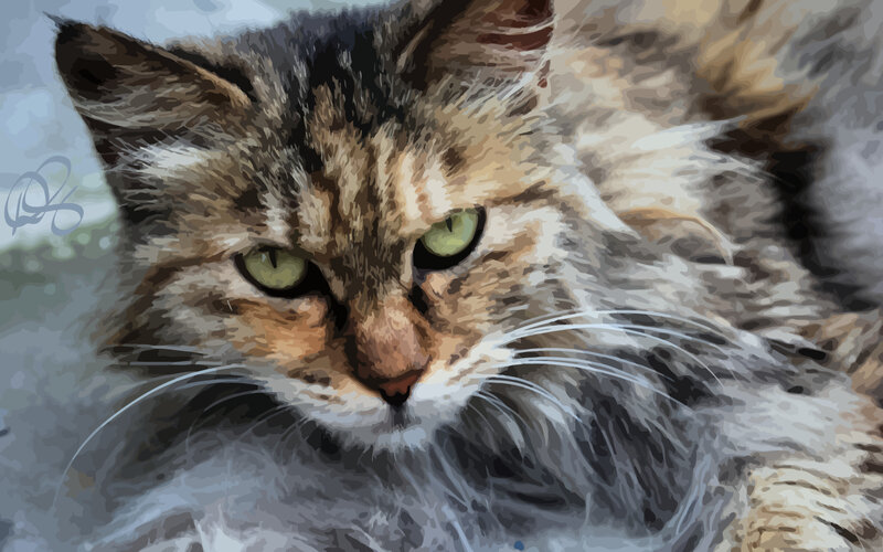 long-haired cat portrait