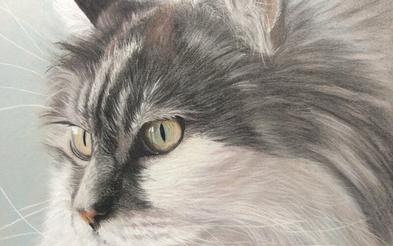 Long-haired Cat Portrait — Gray, Calm