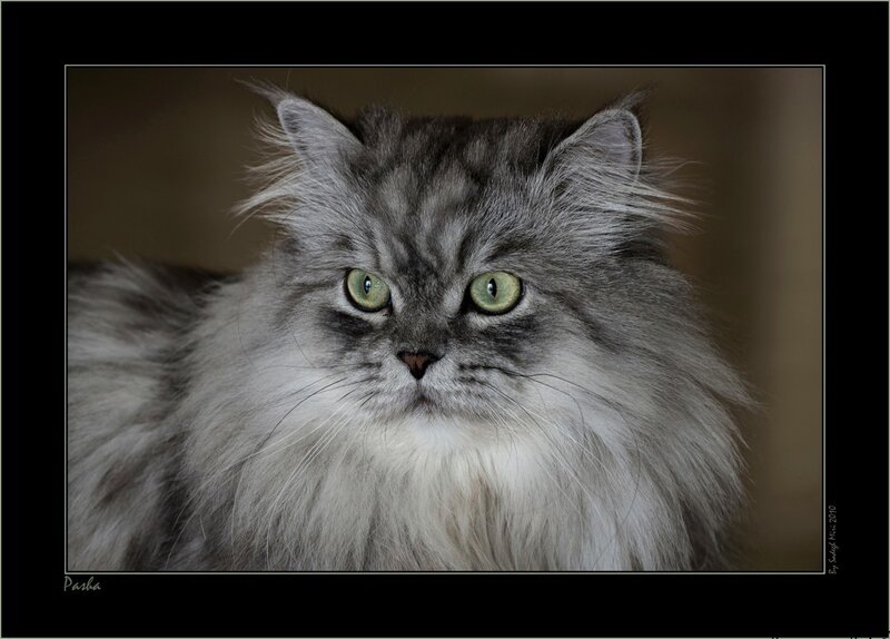Long-haired Cat Portrait — Gray