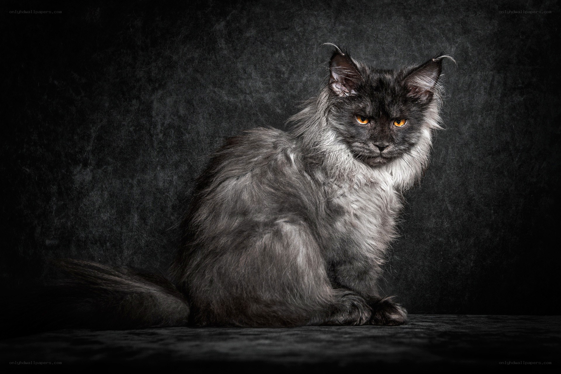 long-haired cat portrait