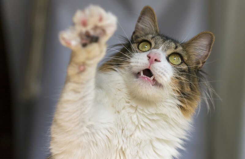 Long-haired Cat Reaching