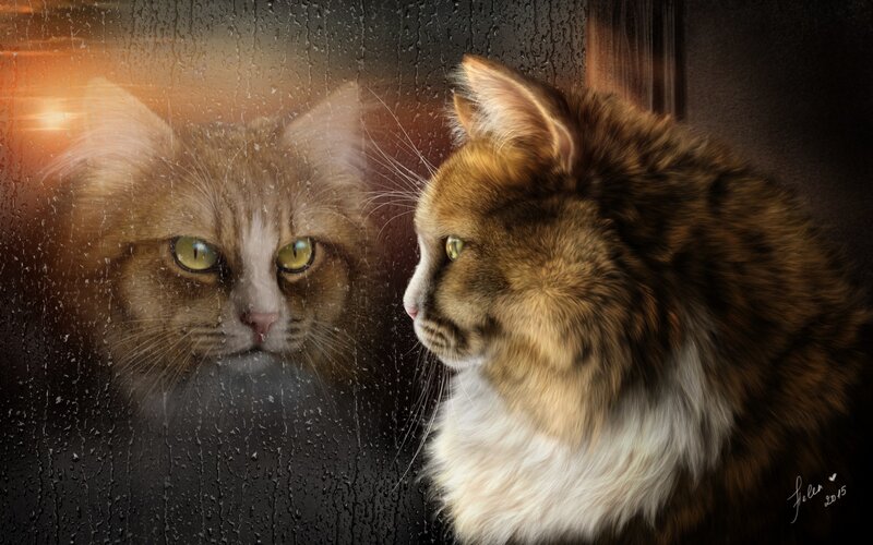 Long-haired Cat Reflection
