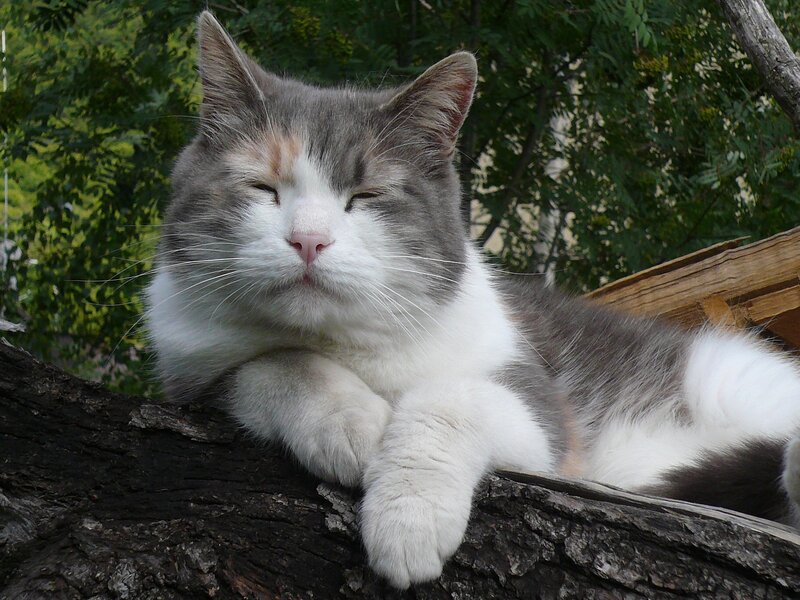 Long-haired Cat Resting — Gray