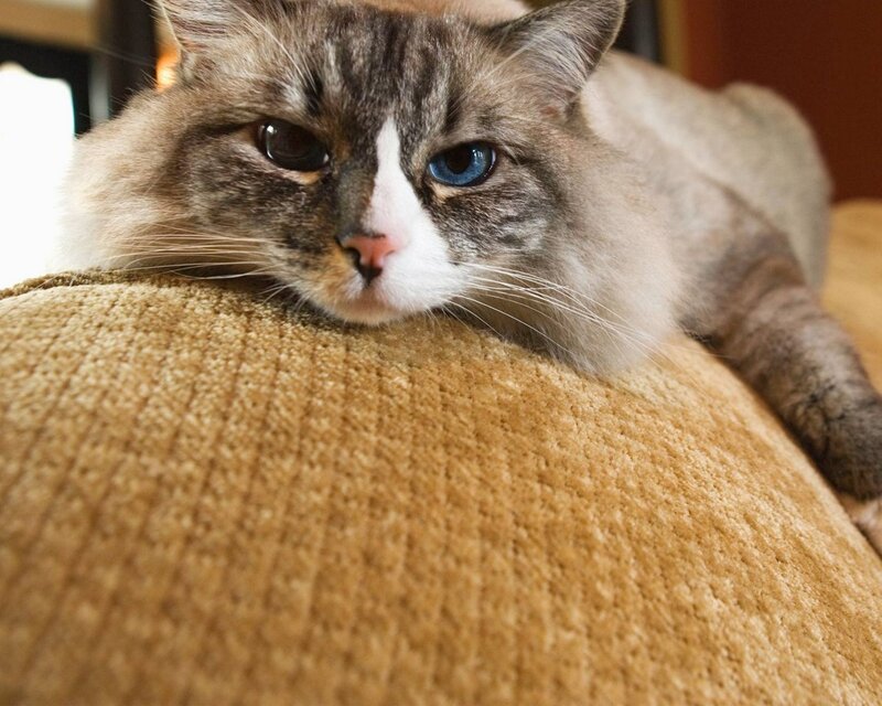 Long-haired Cat Resting