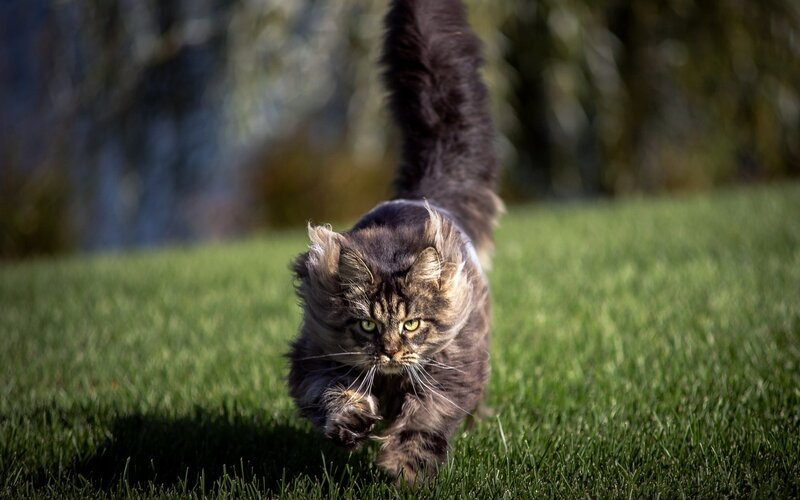 Long-haired Cat Running — Green, Active, Afternoon, Photograph