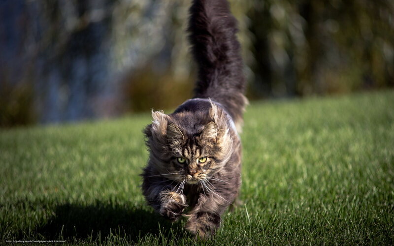 Long-haired Cat Running — Green, Active, Afternoon