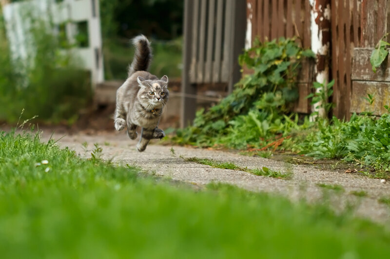 Long-haired Cat Running — Green