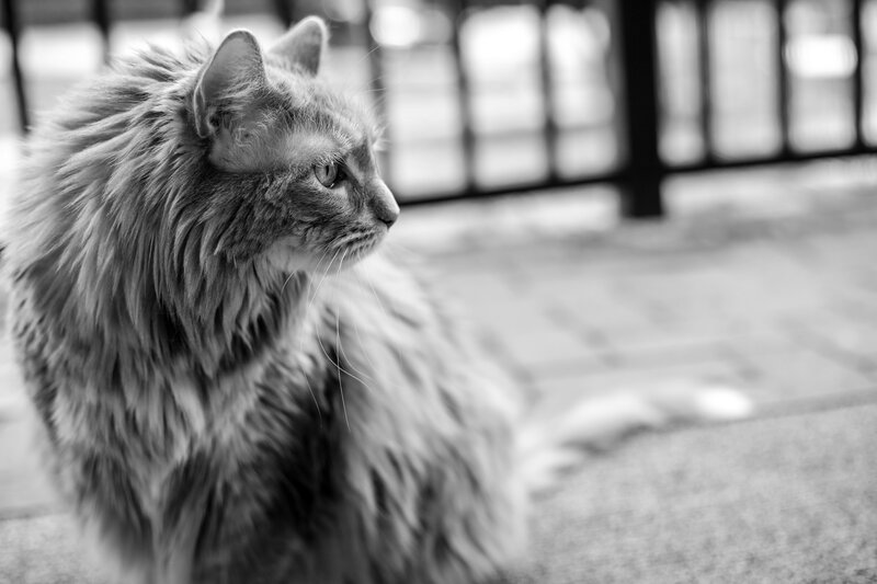 Long-haired Cat Sitting — Black