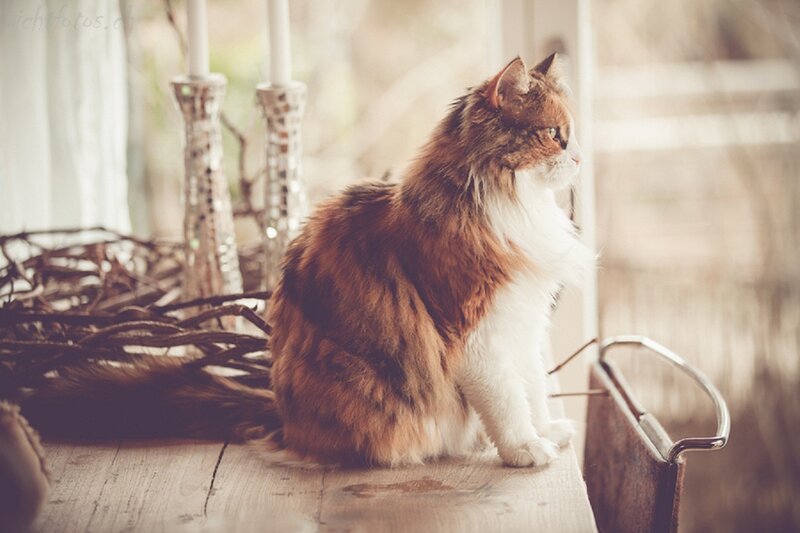 Long-haired Cat Sitting — Brown