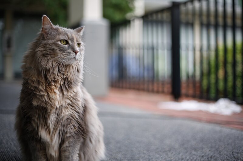 Long-haired Cat Sitting — Gray, Calm
