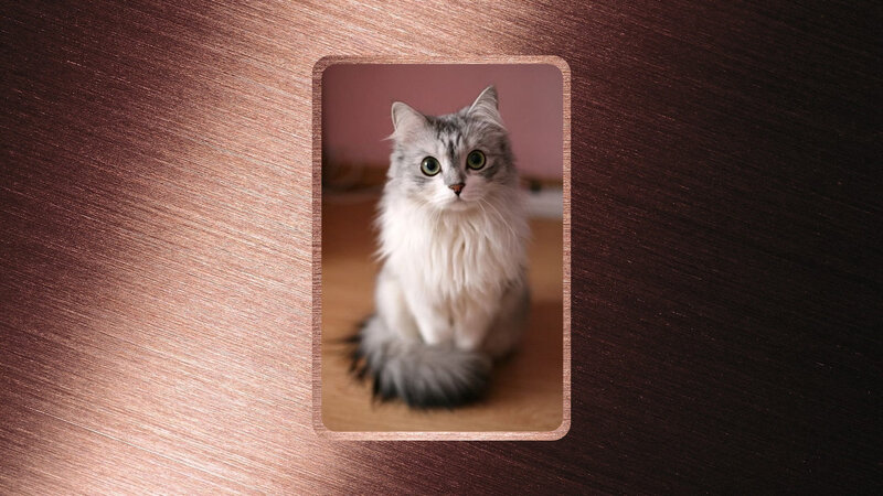 Long-haired Cat Sitting — Gray