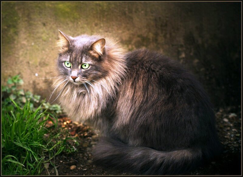 Long-haired Cat Sitting