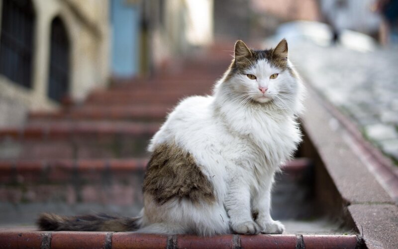 Long-haired Cat Sitting — White, Calm