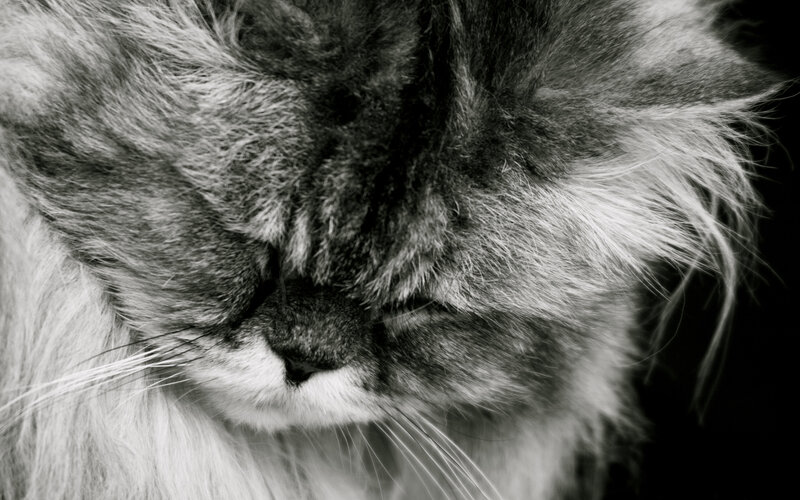 Long-haired Cat Sleeping — Black, Calm, Photograph