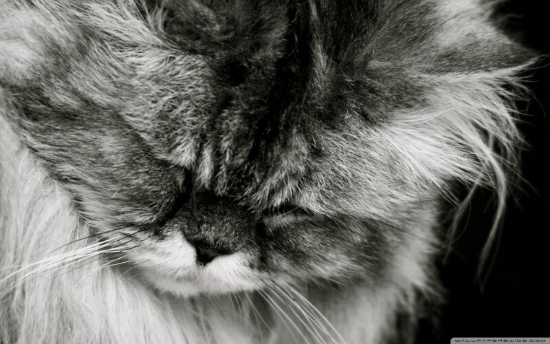 Long-haired Cat Sleeping — Black, Calm, Photograph, Whiskers