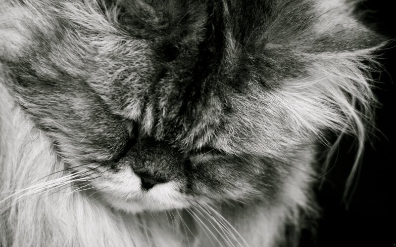 Long-haired Cat Sleeping — Black, Calm