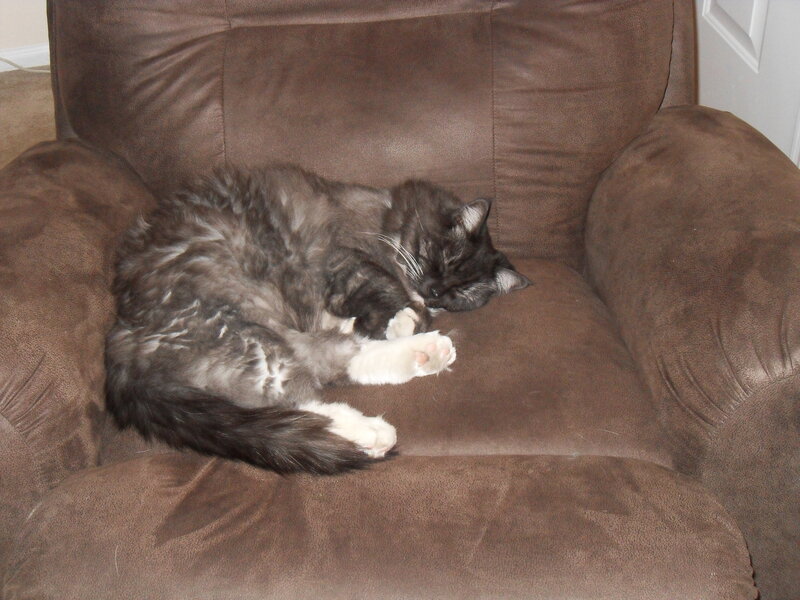 Long-haired Cat Sleeping — Brown