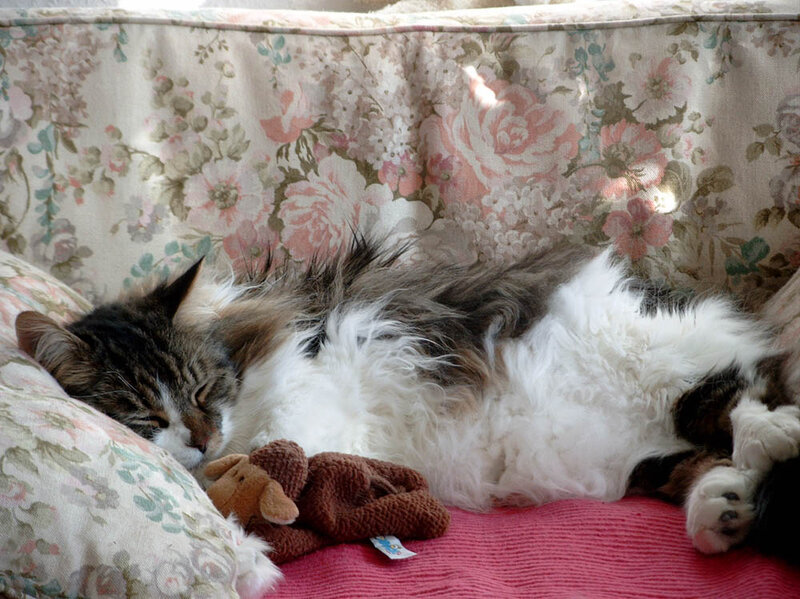 Long-haired Cat Sleeping — White