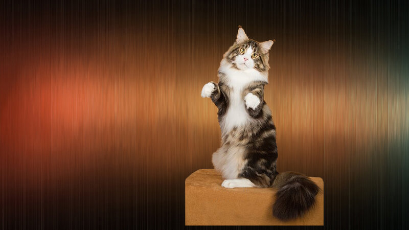 Long-haired Cat Standing — Brown