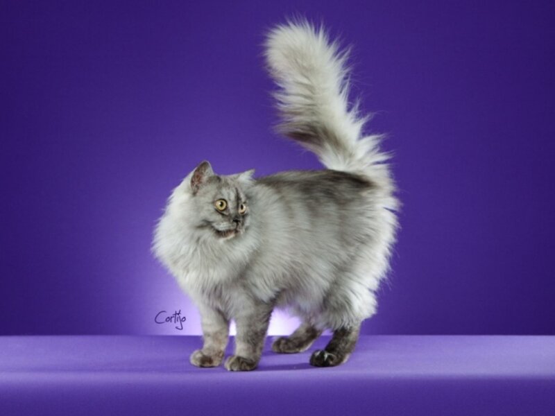 Long-haired Cat Standing — Purple
